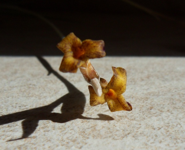 Tillandsia caliginosa T__caliginosa_12_05_14_petit