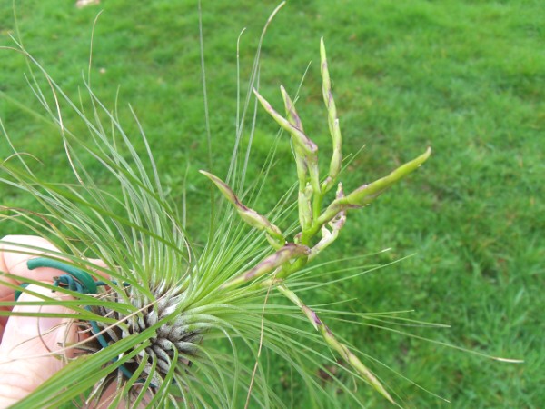 Promesses de floraison de Tillandsias - Page 2 T__filifolia_10_02_13_petit