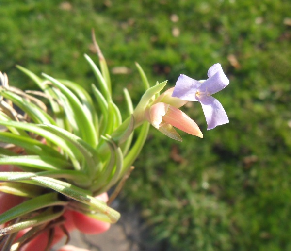 Tillandsia neglecta - Page 2 T__neglecta_12_12_12_petit