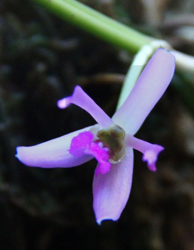 Leptotes pohlitinocoi IMG_8563