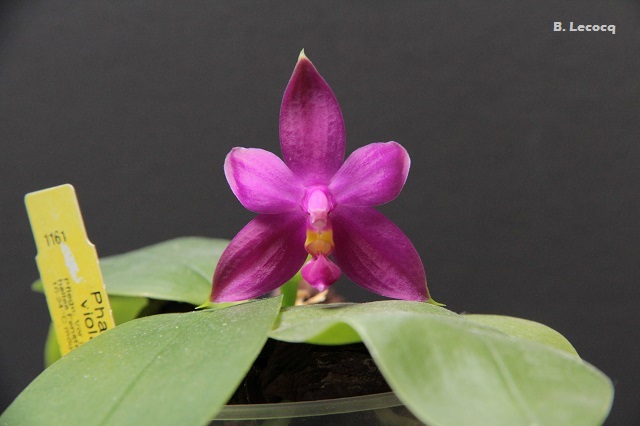 Phalaenopsis violacea malaysia IMG_8874