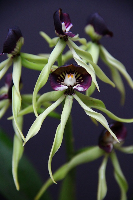 Prosthechea cochleata Prosthechea_cochleata