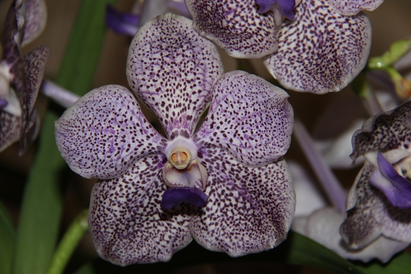 Vanda Kultana Fragrance x Kultana Ruby IMG_7889