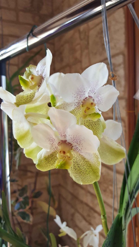 Vanda Nakorn Sawan Bell x Tubtim Velvet Resized_20180228_120852