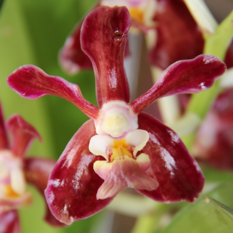 Vanda Bangkok Brown V_Denisoniana_hybride_brun_fleur