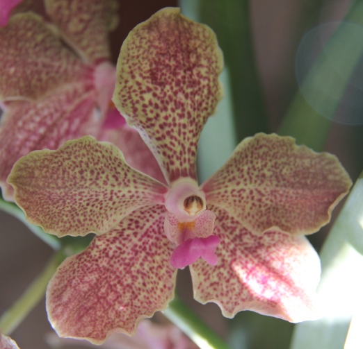 Vanda Kultana Pappion x tessellata V_Kultana_pappion_x_tessellata_F