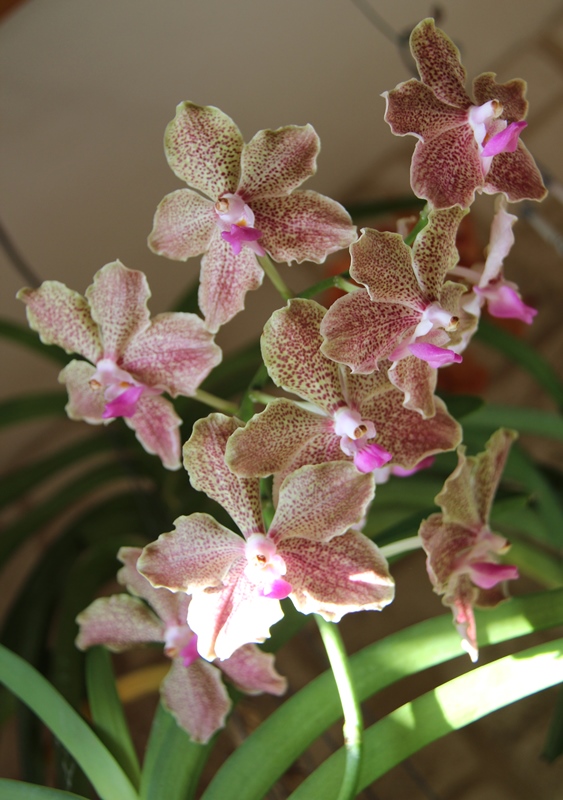 Vanda Kultana Pappion x tessellata V_Kultana_pappion_x_tessellata_HF