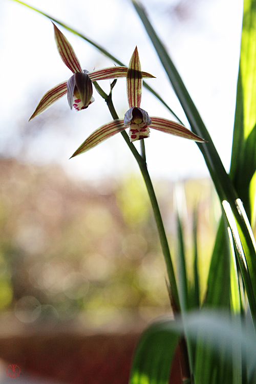 Cymbidium kanran Cymb-kanran-1