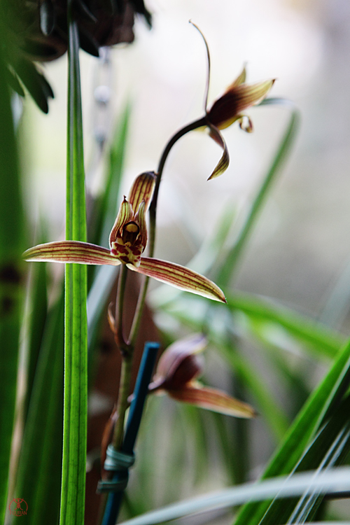 Cymbidium sinense  Cymbi-sinense-1