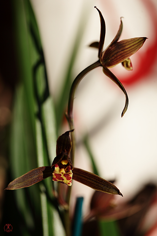 Cymbidium sinense  Cymbi-sinense-4