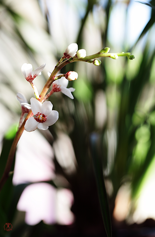 Sarchochilus hartmanii  Sarchochilus-hartmanii-2