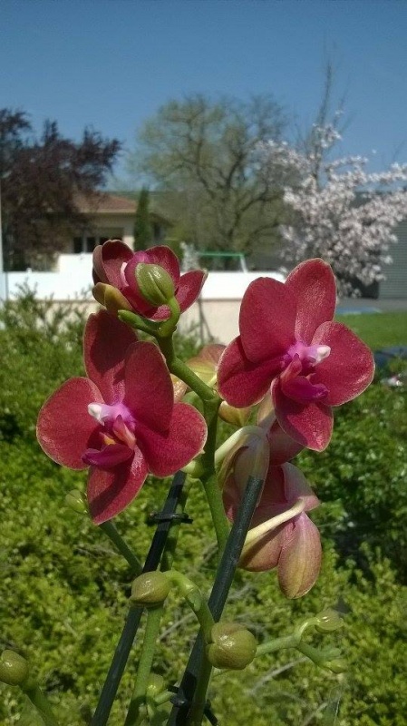 Phalaenopsis rouge Phal_red