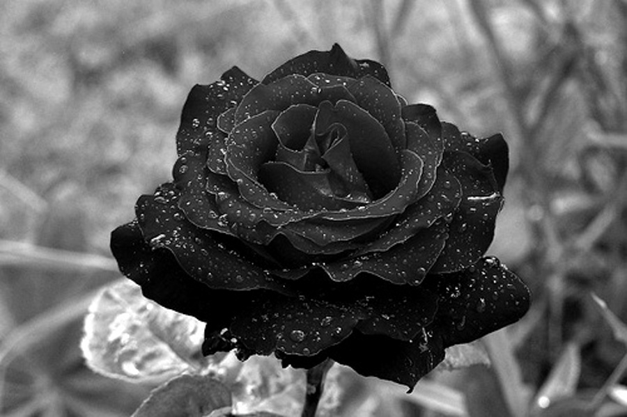 Black Rose Be655c36