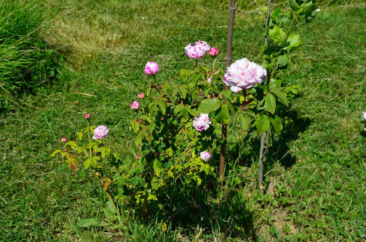 Variegata di Bologna (Lodi -1909) Bourbon%20%27Variegata%20di%20Bologna%27%202013