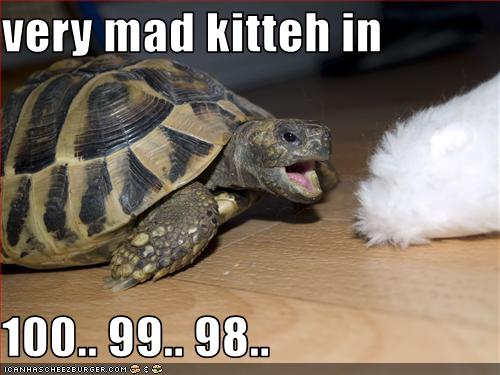 nouveau venu Funny-pictures-cat-is-about-to-be-mad-at-turtle