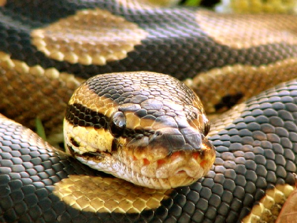 Feds Move To Ban Pythons & Boas 95603IMG_6767-med