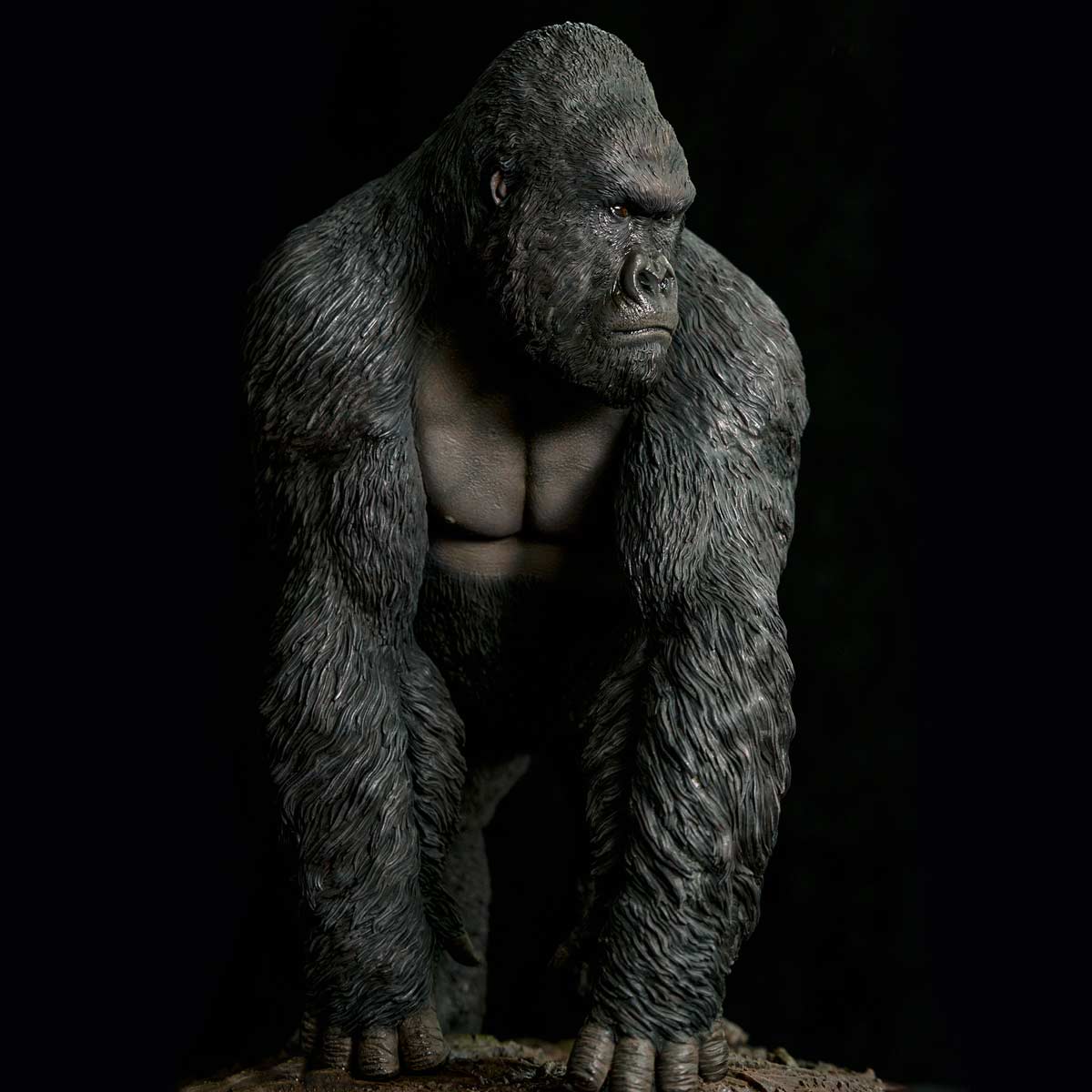 Museum Series - Gorilla beringei beringei - Infinity Studio Gorilla-beringei-beringei-4