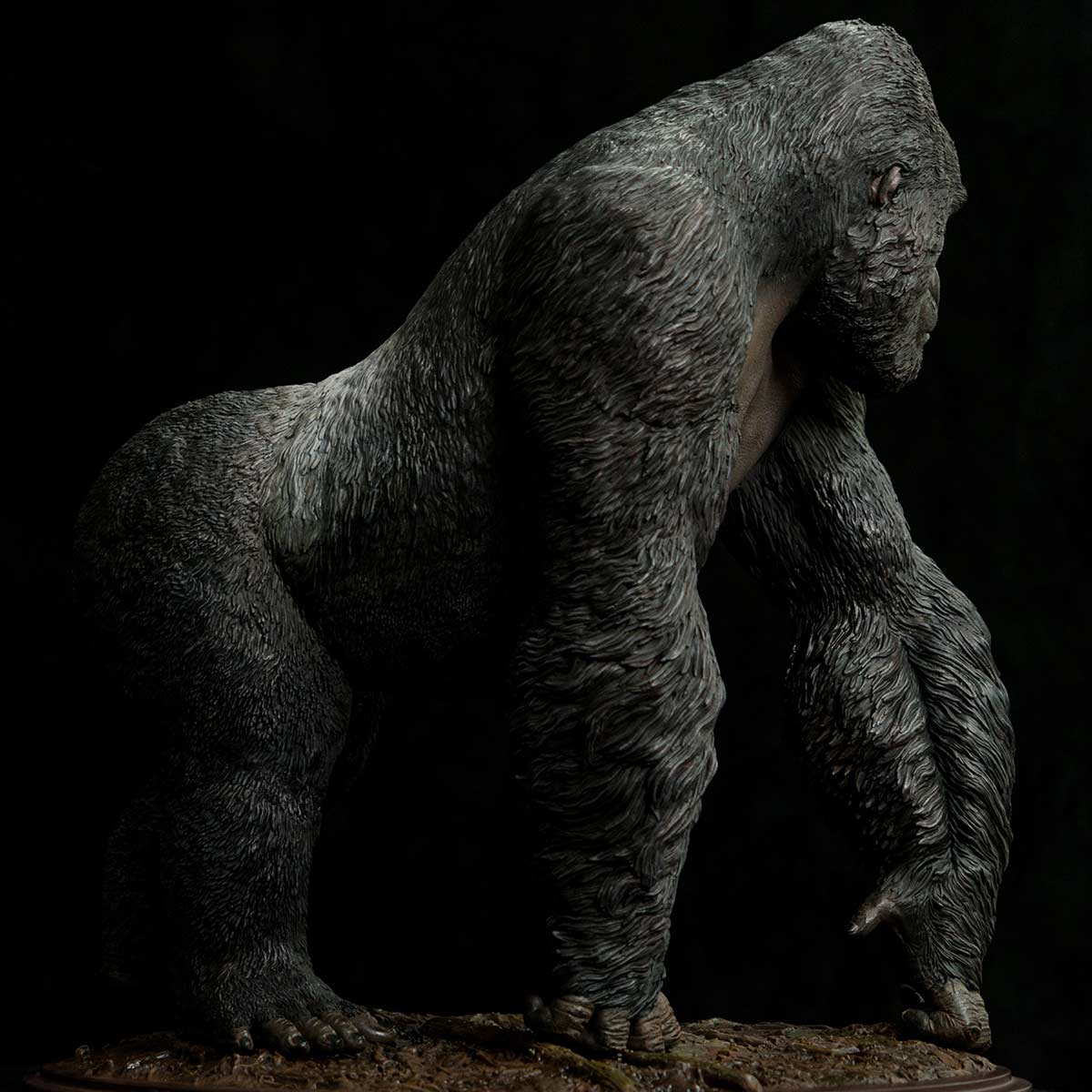 Museum Series - Gorilla beringei beringei - Infinity Studio Gorilla-beringei-beringei-6