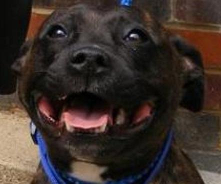 Kia, Staffie, DOB 04.09 - Gatwick, Surrey Kia7