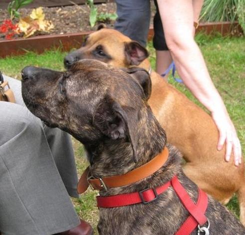 NEW THREAD STARTED WITH NEW AD - PLEASE CLOSE - Cassie, Staffie X, DOB Apr 08 - Hertford Cassie61