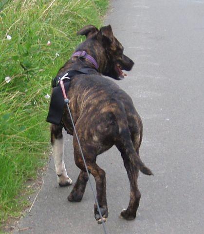 NEW THREAD STARTED WITH NEW AD - PLEASE CLOSE - Cassie, Staffie X, DOB Apr 08 - Hertford Cassie011