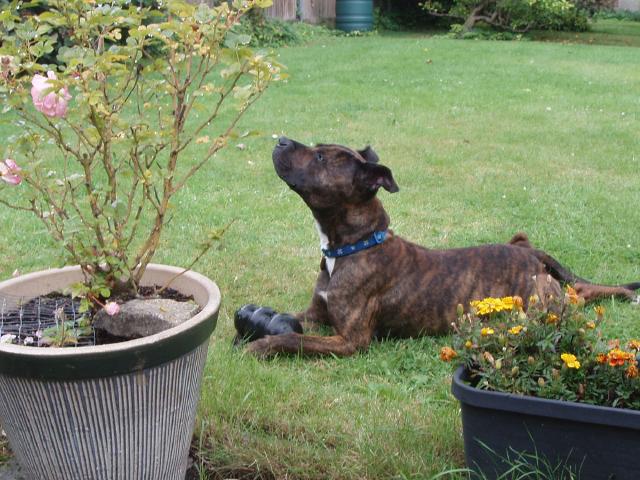 Lee, Staffie, DOB 03.10 - Farnham, Surrey P1010748