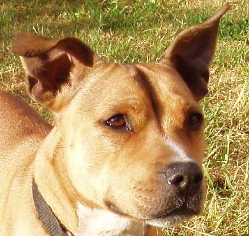 Daisy, Staffie, DOB 06 - Gatwick, Surrey Daisy90