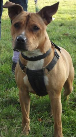 Daisy, Staffie, DOB 06 - Gatwick, Surrey 3