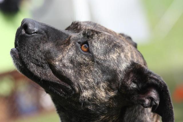 NEW THREAD STARTED WITH NEW AD - PLEASE CLOSE - Cassie, Staffie X, DOB Apr 08 - Hertford Cassie14