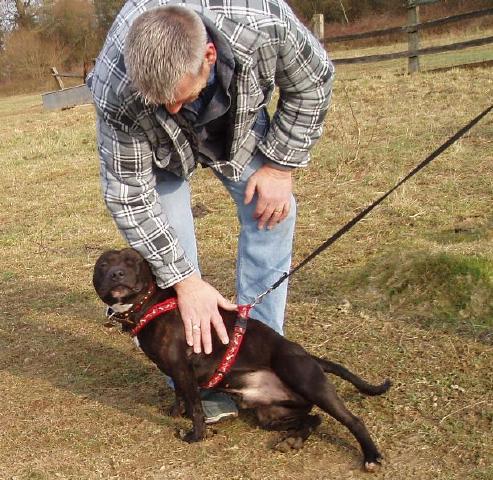 Daniel (Craig), Staffie, DOB 07 - Gatwick, Surrey DanielFeb1