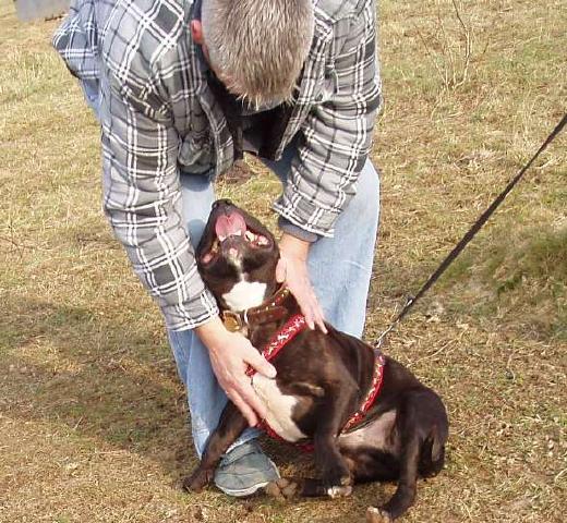 Daniel (Craig), Staffie, DOB 07 - Gatwick, Surrey DanielFeb2