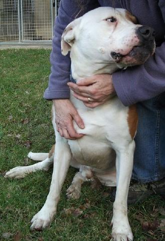 Tony, American Bulldog, DOB 04.07 – Farnham, Surrey Tony4