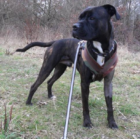 Lenny, Boxer X Staffie, DOB 12.10 - Gatwick, Surrey Lenny10