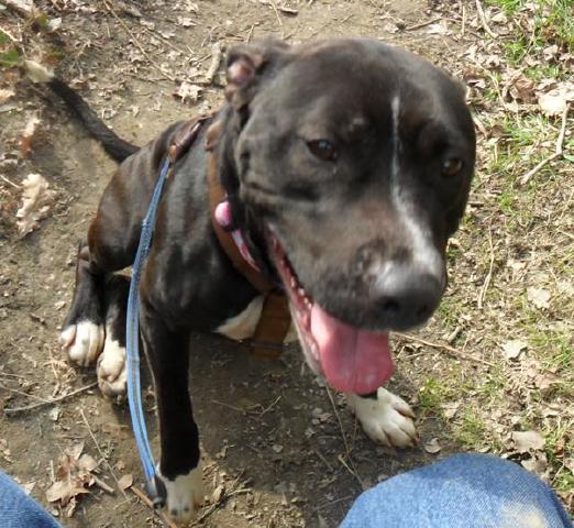 Kiwi, Staffie X, DOB 04.10 - East Grinstead, West Sussex KiwiMar2