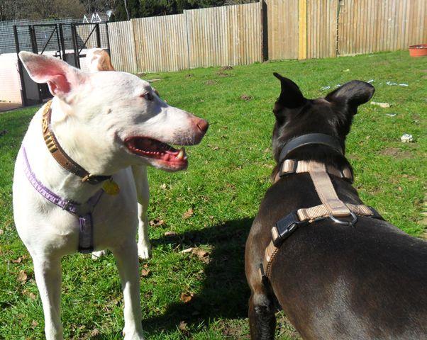 Milo, English Bull X, 05 and Sky, Staffie, 02 - Farnham, Surrey SkyMilo18