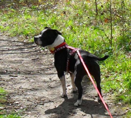 Monty, Staffie, DOB 06.10 - Gatwick, Surrey Monty8