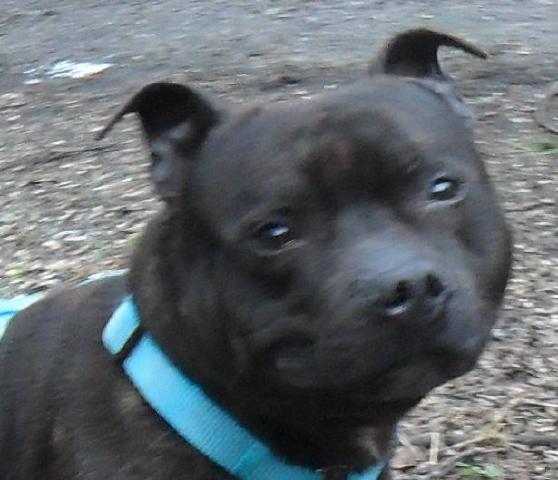 HOMED - Reg, Staffie, DOB 04.09 – Farnham, Surrey Reg17