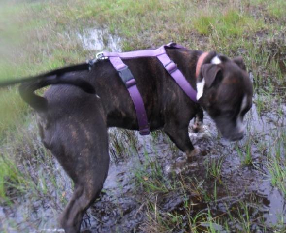 Harry, Staffie, DOB 08 – Farnham, Surrey Harrymay2