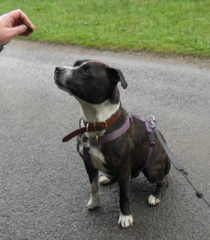 Harry, Staffie, DOB 08 – Farnham, Surrey HarryMay13