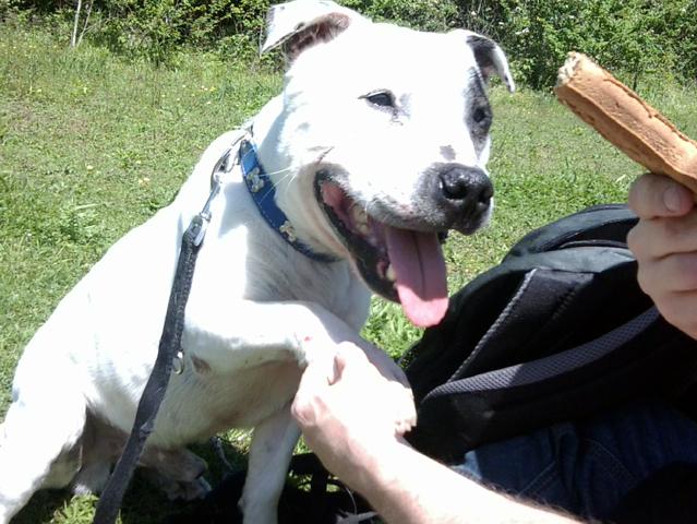 Patch, Staffie, DOB 09 - Brighton, Sussex Paw