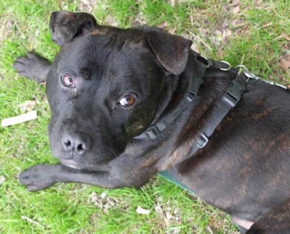 Shadow, Staffie, DOB 04.11 - Gatwick, Surrey Shadow53