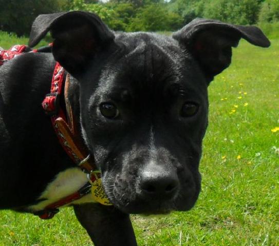 Lucy, Staffie X DOB 12.01.12 – Addlestone, Surrey LucyBrian14