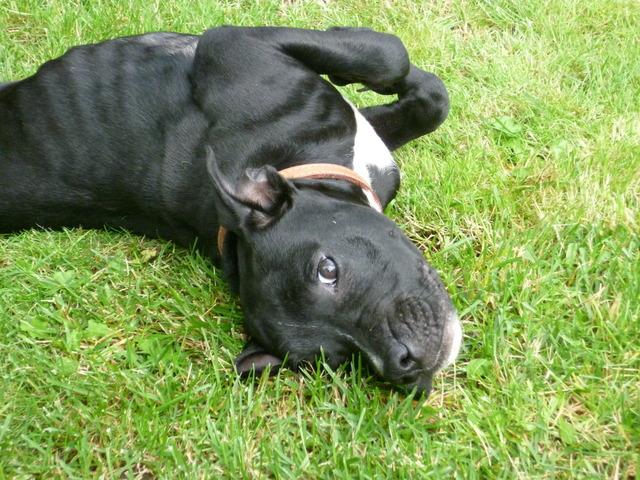 Lucy, Staffie X DOB 12.01.12 – Addlestone, Surrey P1000950