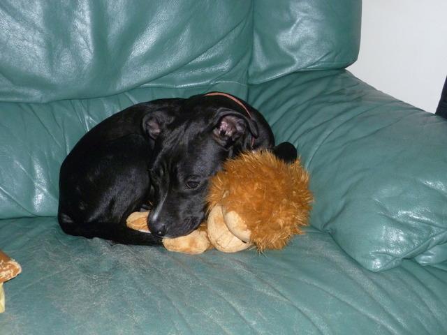 Lucy, Staffie X DOB 12.01.12 – Addlestone, Surrey P1000938