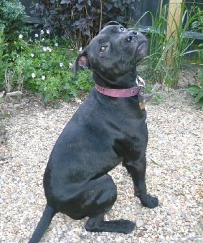 Laylah, Staffie X, DOB 04.03.11 - Near Brighton, East Sussex Laylah90