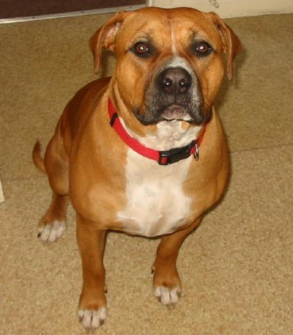 Roxi, Boxer X Staffie, DOB 12.10 - South West London Roxi10