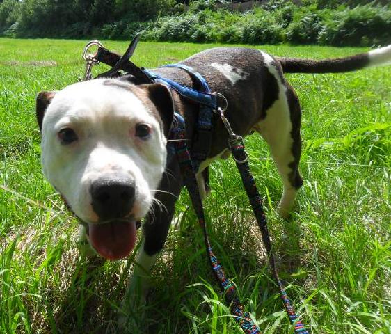 Jimbo, Staffie, DOB 08.11 - Gatwick, Surrey Jimbo111