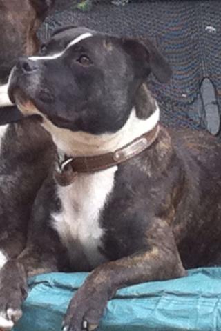 Bella, (& Reilly) Staffie, DOB 2010 – Chessington Bella4