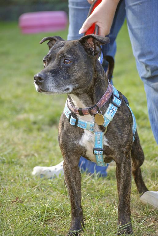 Maggie, Staffie, DOB 26.05.04 - Gatwick Maggie1