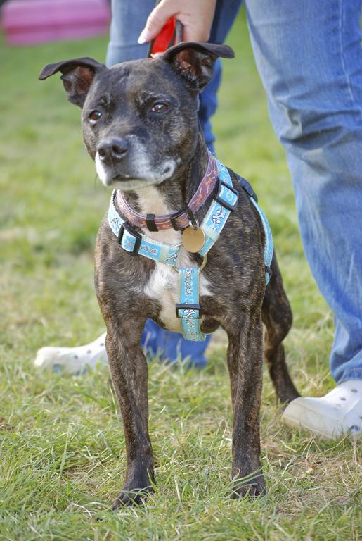 Maggie, Staffie, DOB 26.05.04 - Gatwick Maggie2